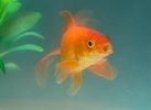 Goldfish China