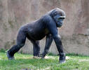 Gorilla occidentale