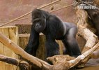 Gorilla occidentale