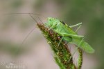 Grande sauterelle verte