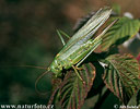 Grande sauterelle verte