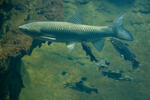 Grass Carp