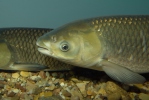 Grass Carp