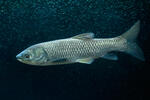 Grass Carp