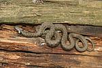 Grass Snake, Ringe Grassnake