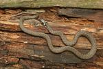 Grass Snake, Ringe Grassnake