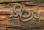 Grass Snake, Ringe Grassnake