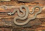 Grass Snake, Ringe Grassnake