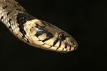 Grass Snake, Ringe Grassnake