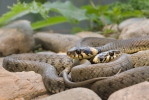 Grass Snake