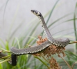 Grass Snake