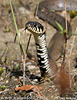 Grass Snake