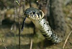 Grass Snake