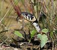 Grass Snake