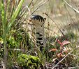 Grass Snake