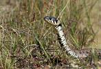 Grass Snake