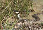 Grass Snake