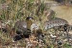 Grass Snake