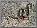 Grass Snake