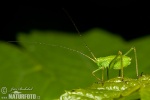 Grasshopper