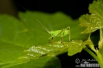 Grasshopper