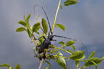 Great Capricorn Beetle