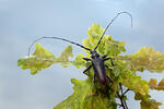 Great Capricorn Beetle