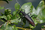 Great Capricorn Beetle