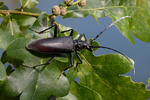 Great Capricorn Beetle