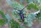 Great Capricorn Beetle