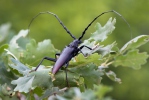 Great Capricorn Beetle