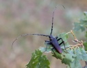 Great Capricorn Beetle