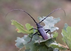 Great Capricorn Beetle