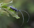 Great Capricorn Beetle