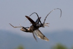 Great Capricorn Beetle