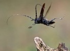 Great Capricorn Beetle