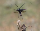 Great Capricorn Beetle