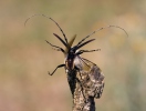 Great Capricorn Beetle