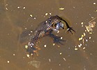 Great Crested Newt