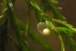 Great Crested Newt - egg