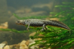 Great Crested Newt - young