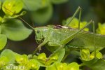 Great Green Bush-cricked