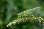 Great Green Bush-cricked