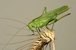 Great Green Bush-cricked