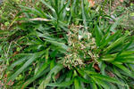 Great Wood-rush