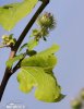 Greater Burdock