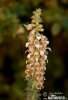 Grecian Foxglove