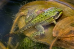 Green Frog