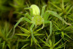 Green Huntsman Spider