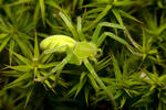 Green Huntsman Spider